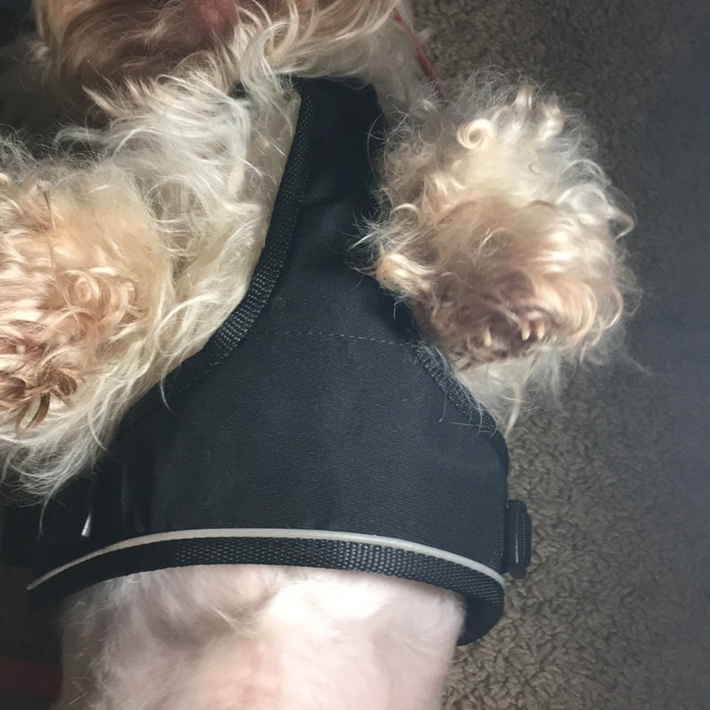 Harness - Picture 2 of 5